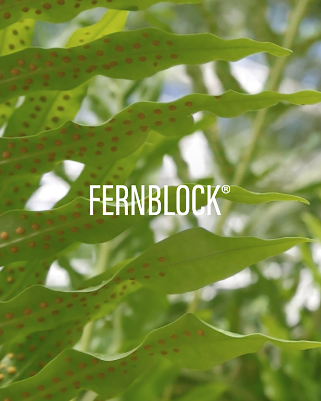 Kuva sosiaaliseen mediaan Heliocare Fernblock